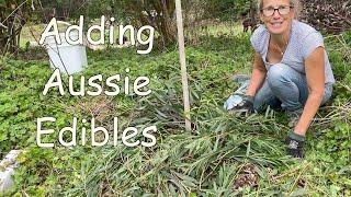 Adding More Aussie Native Edibles to my Permaculture Food Forest