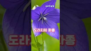 도라지씨 파종....................#쉽게 도라지씨 파종