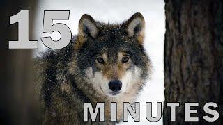 15 Minute Timer for School - Howling Wolf Alarm Sound