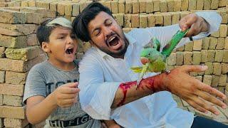 Anas bhai ko parrot ny panjy mar k zakhmi kr deya  || parrot k nails cut kr deye  ||