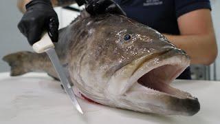 Fillet This Grouper (Zero Waste)