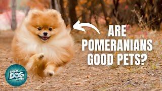 12 Things Only Pomeranian Dog Owners Understand