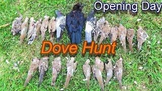 Opening Day Dove Hunt!