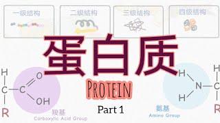 蛋白质 Protein - PART 1 | 构成蛋白质的20种氨基酸 ｜ 身体不能制造的氨基酸怎么办？（高中生物）