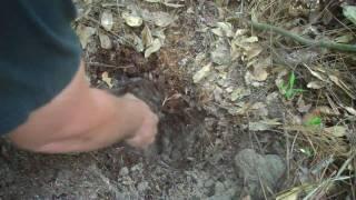 Metal Detecting How to: Chasing iffy signals in the woods.
