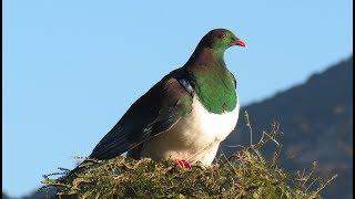 Tui , Kereru and Bellbirds .