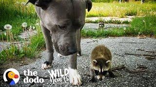 Wild Baby Raccoons Think A Pit Bull Is Their Mom  | The Dodo Wild Hearts