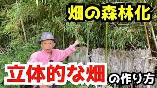 【無肥料栽培】「立体的な畑」を作って、水やり不要でご馳走野菜を収穫する方法