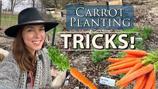 Tricks for Sowing Carrots- Improve Germination & Spacing