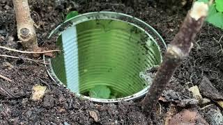 Setting a pitfall trap  - early years science