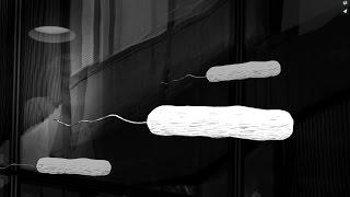 The World’s Most Profoundly Altered Genome
