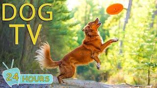 DOG TV: Video Entertain for Dogs with Anxiety and Boring When Home Alone - Best music for Dogs