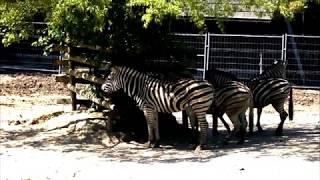 Chapman's Zebra - Equus quagga chapmani