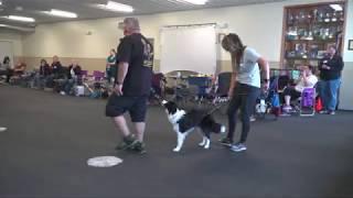 Training Show Dogs, Where do you start? With Eric Salas - Target Training Part 1