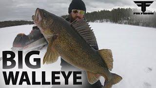 Huge Walleye Caught on Film. **WOW** Fox Fishing 4K Ultra HD