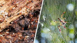 Ants & Orb Weavers | Ant Walk