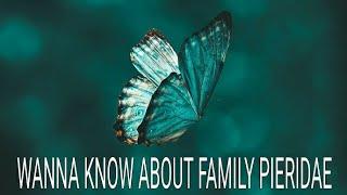 Classification. Of butterfly part - 2  Family pieridae and sub family - pierinae