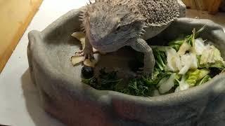 How to get your bearded dragon to eat salad.| AniMal Advice and Wildlife Rehabilitation