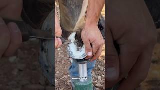 Prepping horse hoof for shoe #satisfying #farrier #asmr #oddlysatisfying #shortsviral