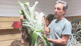 How to Divide and Mount a Staghorn Fern (Platycerium andinum)