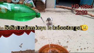 Kabootar pakra 2020 | bohat he buri halat main[faisalabad pigeon]