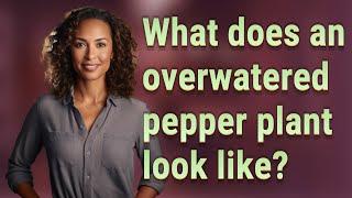 What does an overwatered pepper plant look like?