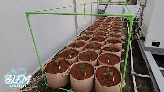 36 OUTDOOR PLANTS & 20 STRAIN BREEDING PROJECT!!! 6 LIGHT FLEXSTAR GROW ROOM UPDATE