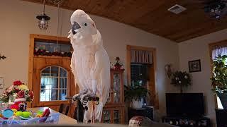 Christmas Food Preparation with a Cockatoo