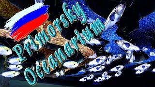  Primorsky Oceanarium (Vladivostok) / Приморский Океанариум (Владивосток)