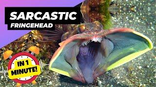 Sarcastic Fringehead  Mouth-to-Mouth Combat! | 1 Minute Animals