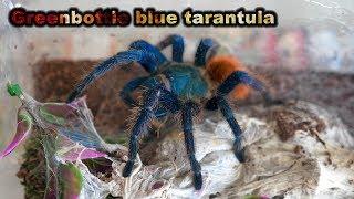 Greenbottle Blue tarantula Female - Chromatopelma cyaneopubescens - eating - feeding