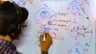 Cytotoxic T cells