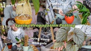 pot propagations with me  minimal editing, long video to play while you're doing plant chores