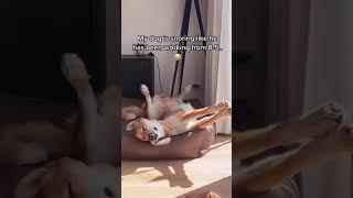 Funny dogs Best of Tik Tok weekly Vol. 1