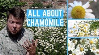 Medicinal Benefits of Chamomile