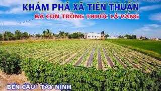 Khám Phá Xã Tiên Thuận Bến Cầu Nơi Bà Con Trồng Thuốc Lá Vàng Và Bắp Rất Nhiều Vụ Đông Xuân