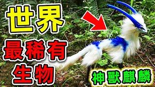 全世界最罕見的10個瀕危動物！麒麟竟然真實存在，第一名全球只剩一隻！|#世界之最top #世界之最 #出類拔萃 #腦洞大開 #top10 #瀕危動物