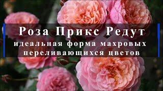 Роза Прикс Редут - идеальная форма махровых переливающихся цветов. Питомник растений Е. Иващенко