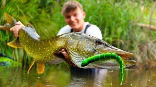 Riesiger Hecht attackiert Wasserschlange an der Oberfläche!!️