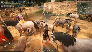 Black Desert How to Feed Pet & Mount