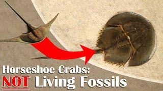 Horseshoe Crabs: NOT Living Fossils