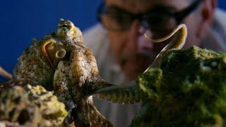 Can Octopuses Recognise People? | Octopus In My House | BBC Earth