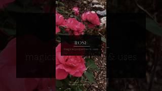 Rose • Magical Properties and Uses #witchcraft #herbalism #lovespell #rose #roses