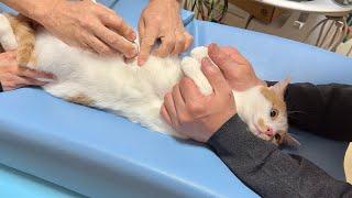 生まれて初めての健康診断なのに猫がお利口すぎてまさかのこうなってました…