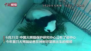 中国大熊猫保护研究中心今年首只大熊猫幼崽出生