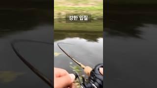 배스낚시 | 스피너베이트는 큰 배스를 대리고 온다했는데,,, #bassfishing #southkorea #fishing #스피너베이트