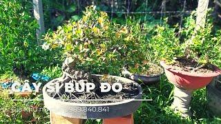 Cây Si Búp đỏ nu cục nằm chậu lâu năm .Bonsai Trà Vinh.