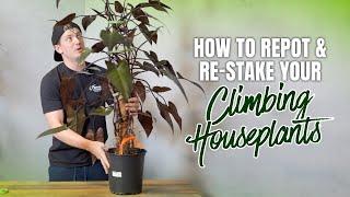 How to Repot and Re-Stake your Climbing Houseplants!