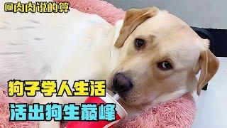 狗子学人生活抽烟喝酒样样精通，网友：狗子成精了！