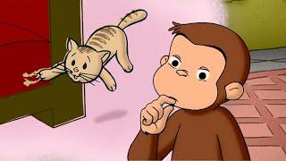 The Mystery Cat Scratches  Curious George | Animal Friends